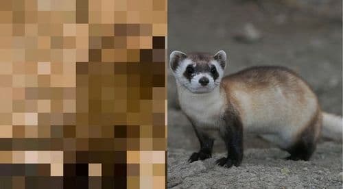 ३. ब्लॅक फुटेड फेरेट.