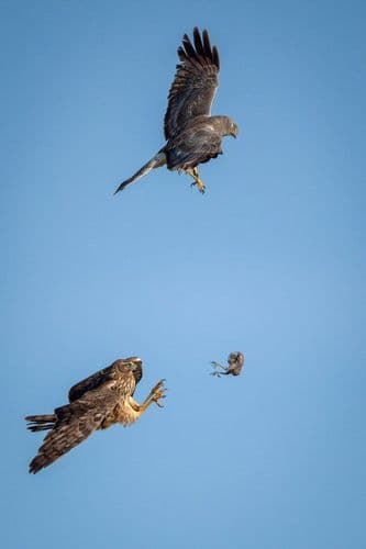 दुसऱ्या फोटोत खालचा पक्षी हवेतल्या त्या भक्ष्याच्या दिशेने झेपावताना दिसतोय.