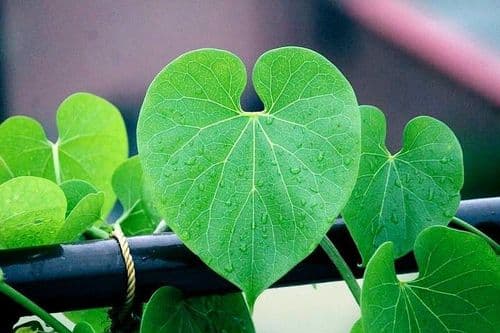 आपल्या आसपास आढळणाऱ्या अमृतवल्ली गुळवेलीचे आयुर्वेदप्रमाणित ७ अत्यंत महत्त्वाचे औषधी उपयोग!!
