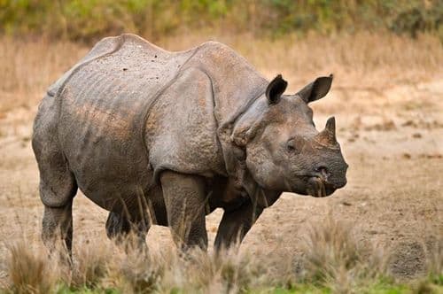 ८) Greater one-horned rhino (भारतीय एकशिंगी गेंडा) :-