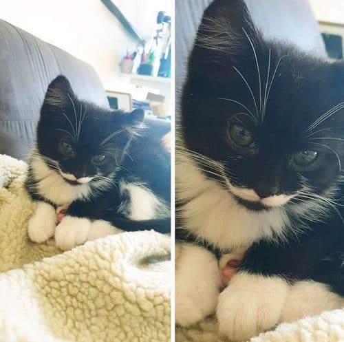 १०. “मुछे हो तो नत्थूलाल जी जैसी वरना ना हो “.... पिळदार मिशा असलेली मांजर पाहा!!