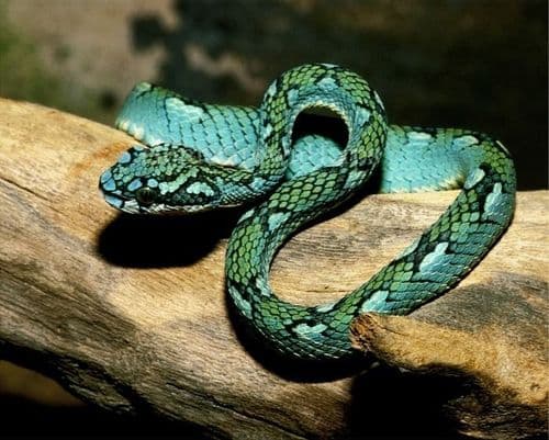 १. श्रीलंकेचा पिट व्हायपर (घोणस) साप