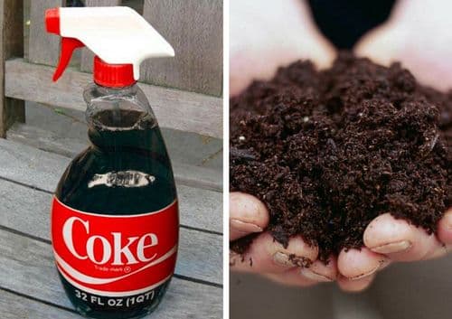 ३२. अझालिया आणि गार्डनीया कुळातील वनस्पतींना फुले भरपूर येण्यासाठी कोक खत म्हणून मातीत मिसळतात.