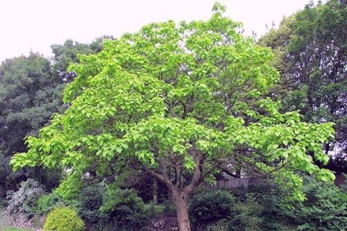 अर्जुनाचे झाड