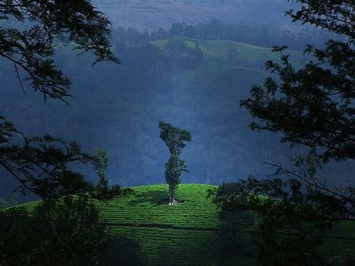 वायनाड (केरळ)