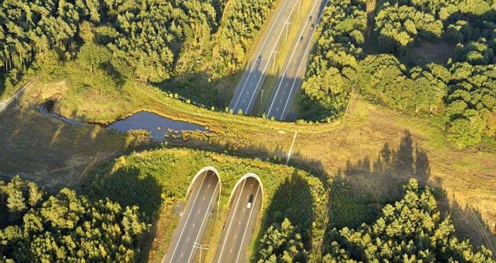 Animal Bridgeची कल्पना काय आहे? असंख्य प्राण्यांचे जीव वाचवणाऱ्या Animal Bridge चे १५ नमुने पाहून घ्या!!
