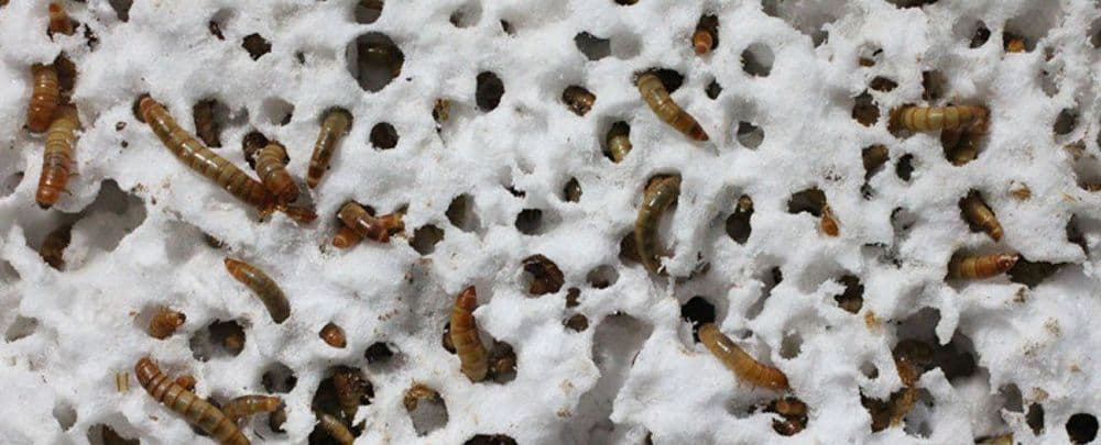 या अळ्या चक्क प्लास्टिक खातात ? वाचा या अनोख्या वैज्ञानिक शोधाबद्दल !!