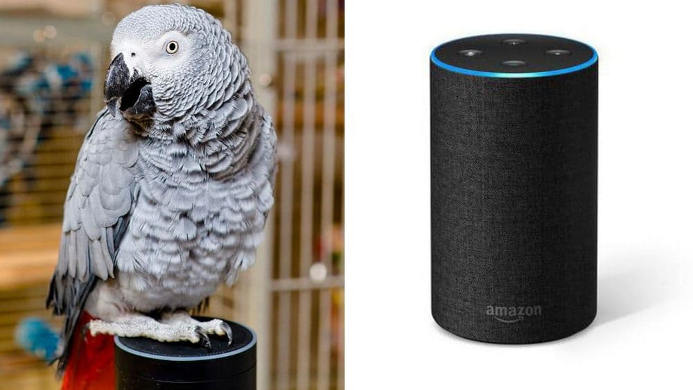 मालकीण घरी नसताना या पोपटानं केली ॲमेझॉन ॲलेक्सावरुन शॉपिंग...