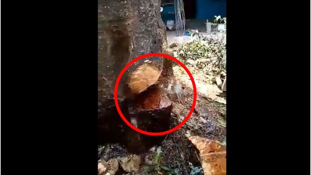 निसर्गाची करणी आणि चक्क झाडाच्या खोडात पाणी?? चमत्कार आहे की फेक व्हिडीओ?