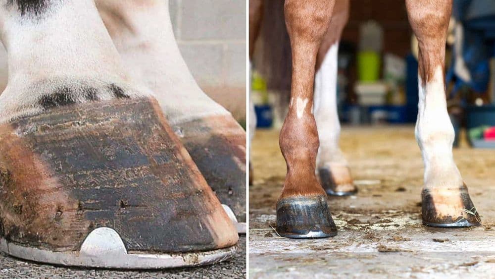 घोड्याच्या पायाला बोटे का नसतात ? काय आहे उत्तर ?