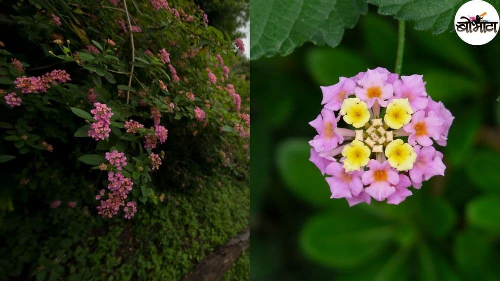 जनावरं घाणेरी का खात नाहीत? हे झाड आलं कुठून आणि त्याचे नक्की काय फायदेतोटे आहेत?