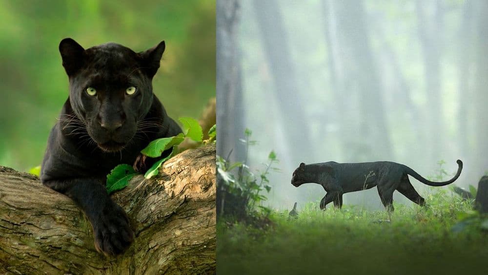 दुर्मिळ अशा 'ब्लॅक पॅन्थर'चे हे मनमोहक फोटो... पहायला तर हवेतच...