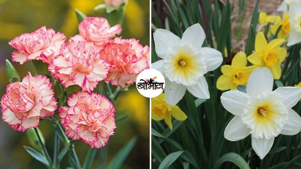 बोभाटाची बाग : भाग २५ - 'बर्थ फ्लॉवर म्हणजे काय? एखाद्या महिन्यासोबत फुलाचे नाव जोडण्याची प्रथा किती जुनी आहे?