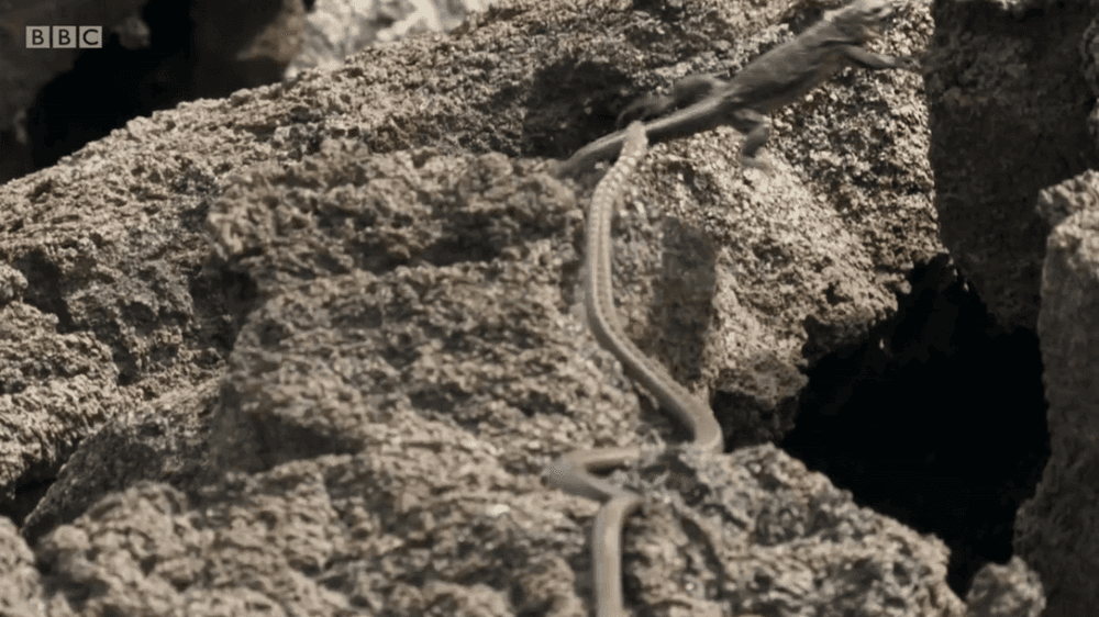 पाहा व्हिडिओ: असंख्य सापांच्या विळख्यातून कशी सुटली ही समुद्री पाल..