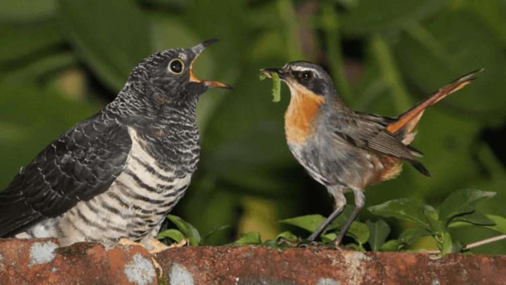 छोटा पक्षी मोठ्या पक्ष्याला भरवून कर्तव्य निभावतोय? अहं.. खरी मेख वेगळीच आहे.