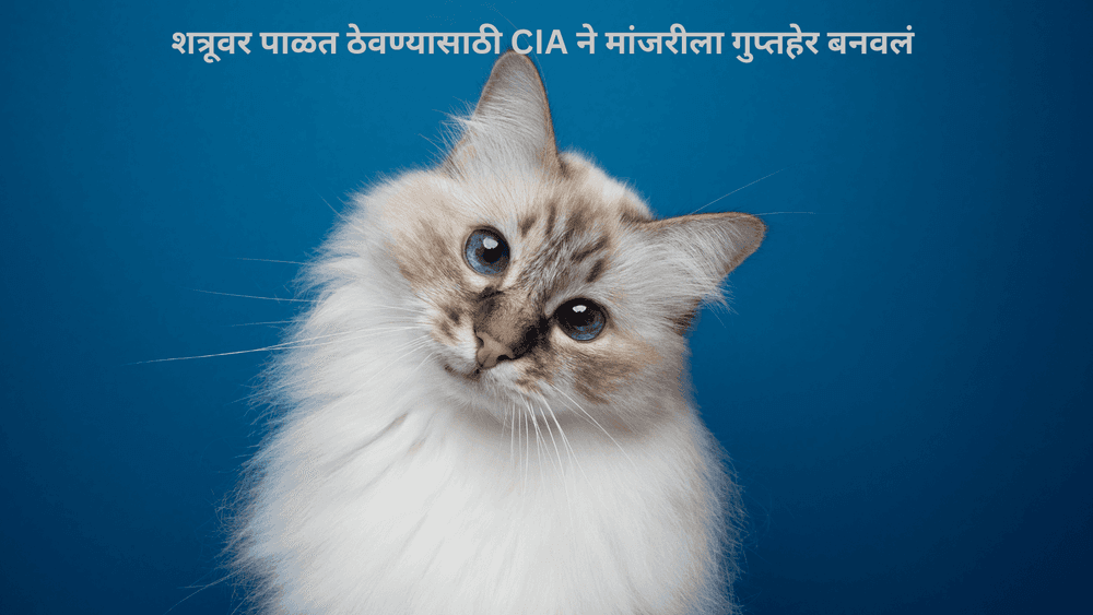 .....आणि मांजर गुप्तहेर झाली