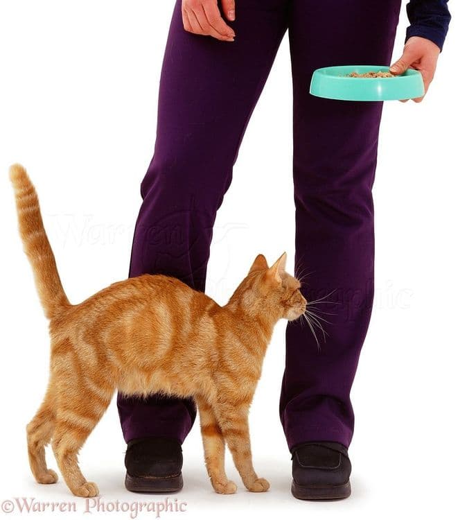 ११. जेव्हा एखादी मांजर तुम्हाला प्रेमाने अंग घासून निघून जाते तेव्हा त्याचा हेतू फक्त प्रेम व्यक्त करणे नसून त्या मार्फत आपला प्रदेश निश्चित करणे हा सुद्धा असतो.