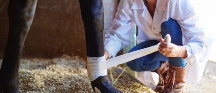 रेसच्या लंगड्या घोड्यांना मारून का टाकलं जातं ??