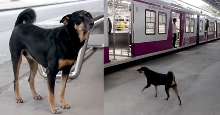 मालकाने सोडून दिलेली कुत्री आज अनेकांचा जीव वाचवत आहे !!