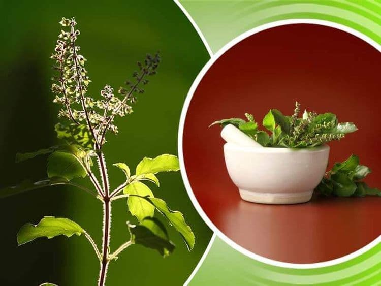 तुळशीची विविध नावं -