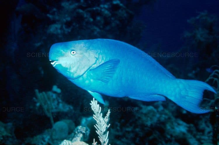 ५. ब्ल्यू पॅरट फिश