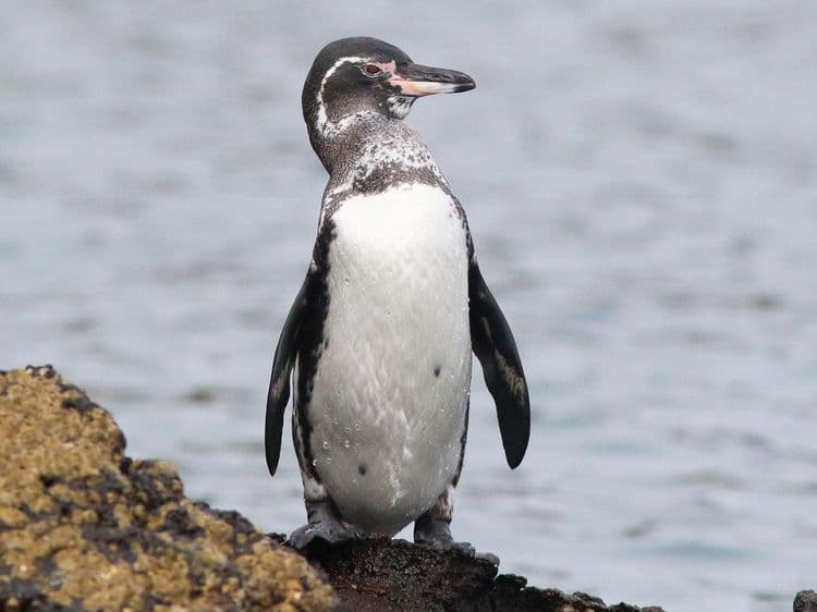१४) Galapagos penguin (गालापागोज पेंग्वीन) :-