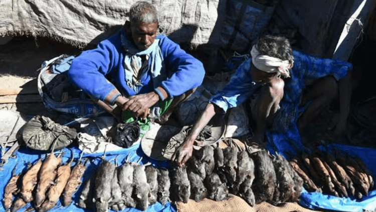 येत्या रविवारी ऊंदराचं मटण खाल का ??