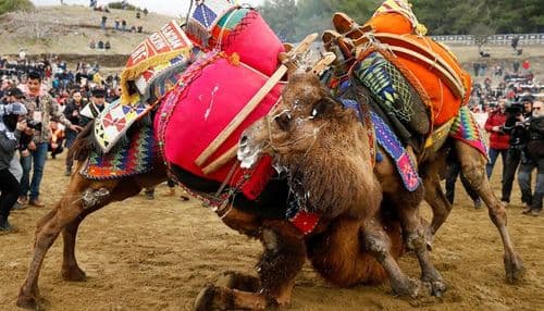 १. उंटांची कुस्ती