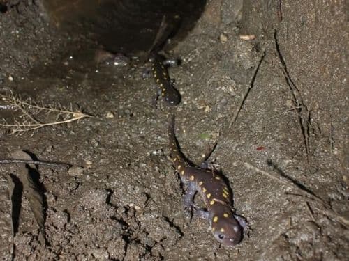 १३. न्यू इंग्लंड, अमेरिका