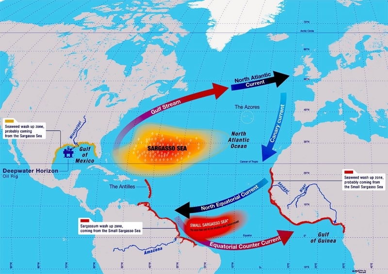 Теплые моря на карте. Саргассово море течения. Саргассово море карта течений. Саргассово море и Гольфстрим. Океанские течения у Саргассова моря.