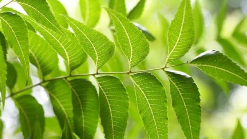 सर्वात जास्त ऑक्सिजन निर्माण करणारी ६ झाडे!! तुमच्या आसपास यातली किती झाडे  आहेत?
